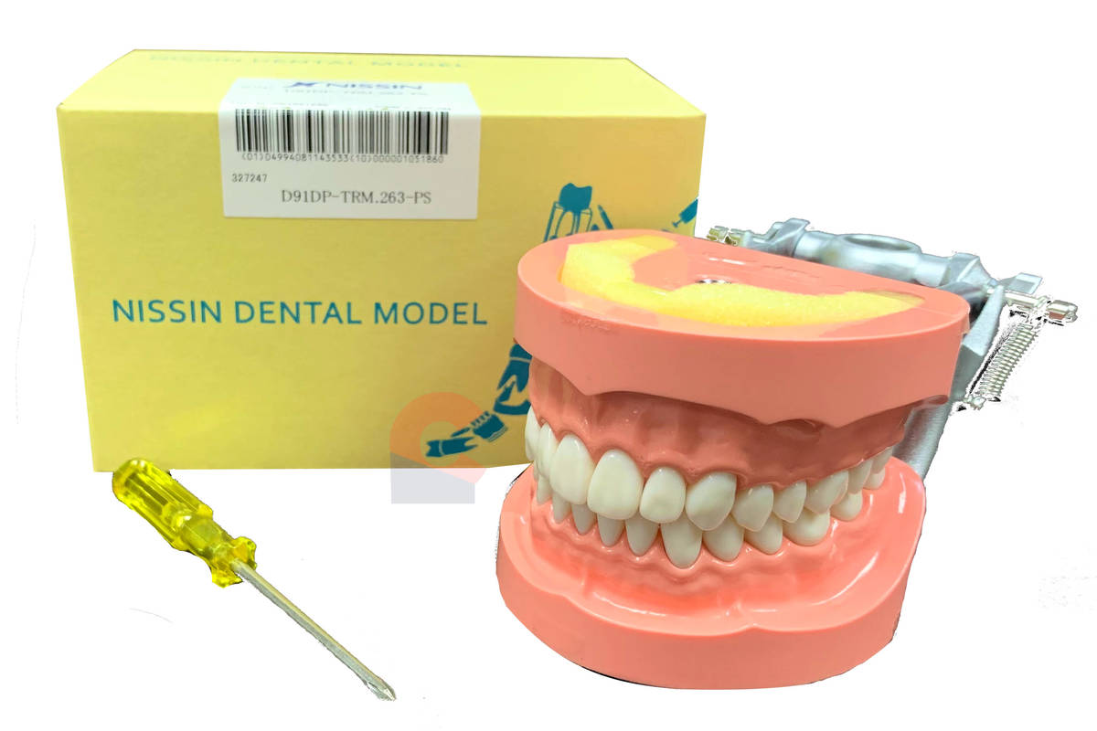 Nissin Typodont Study Model - New Citizens Dental Supply and